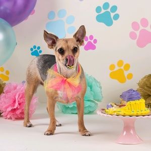 Meet your Posher, Tesa